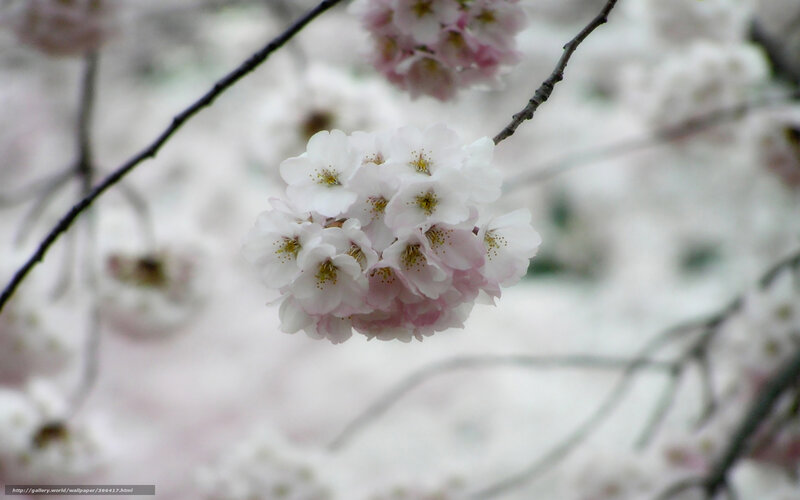 Cherry Blossom Cluster — White, Serene, Spring
