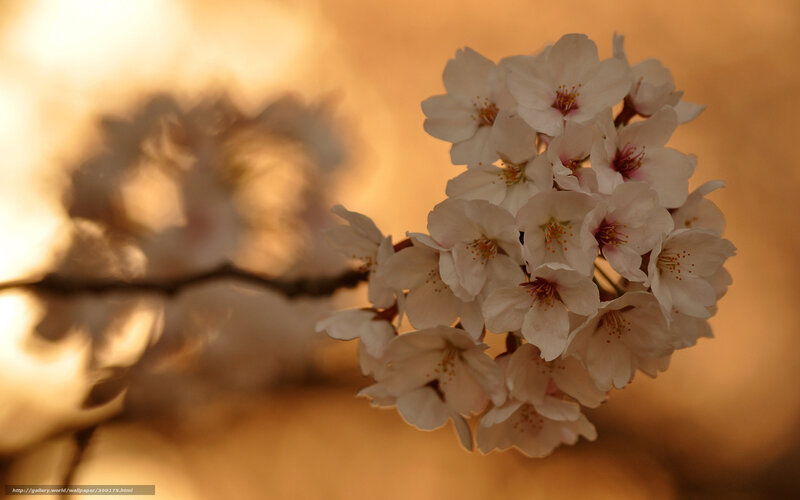 Cherry Blossom Cluster — White, Serene, Sunset