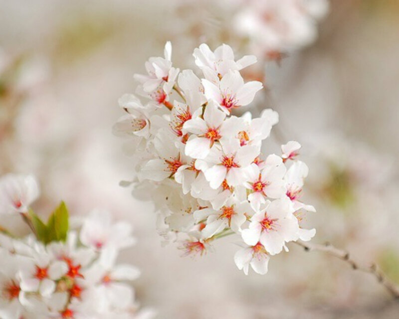 Cherry Blossom Cluster — White, Serene