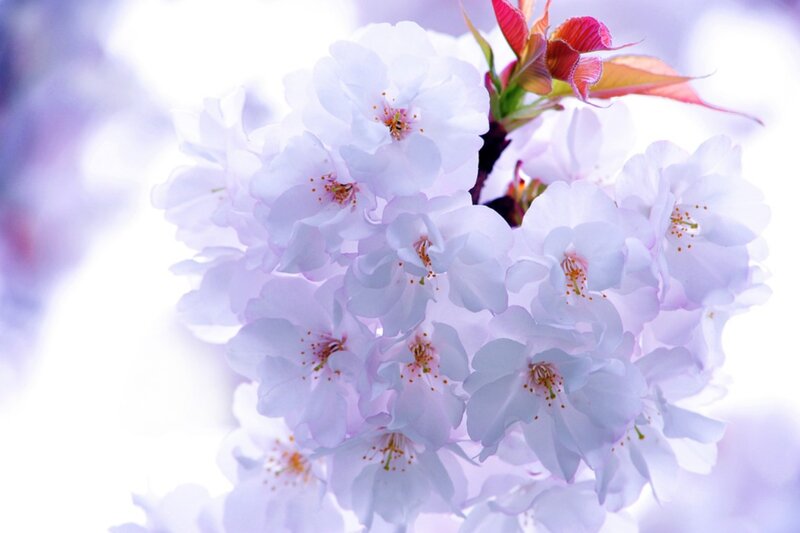 Cherry Blossom Cluster — White