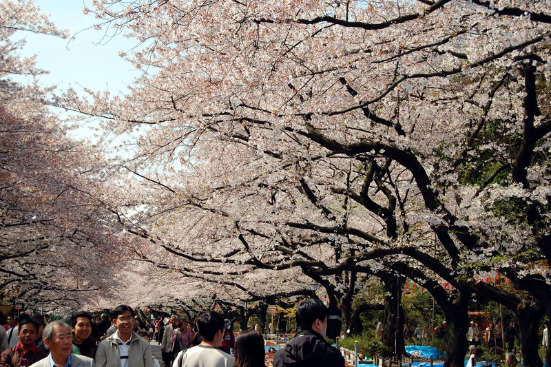 Cherry blossom festival crowd