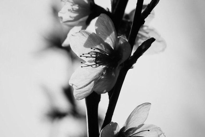 Cherry Blossom Flower — Black