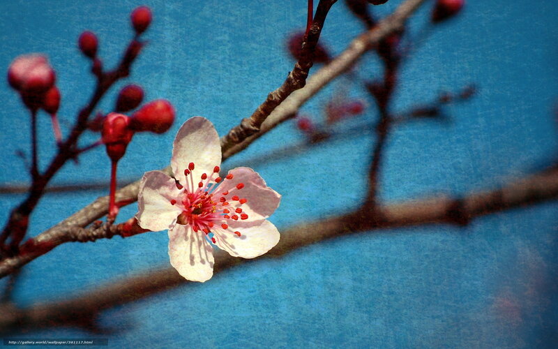 Cherry Blossom Flower — Blue