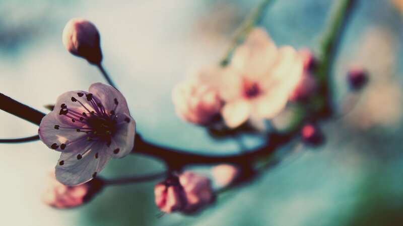 Cherry Blossom Flower — Pink, Serene, Spring, Photograph, Bud, Branch, Blue, Green