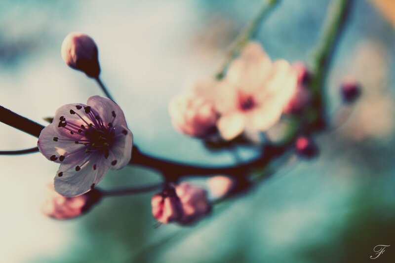 Cherry Blossom Flower — Pink, Serene, Spring, Photograph, Bud, Branch, Blue