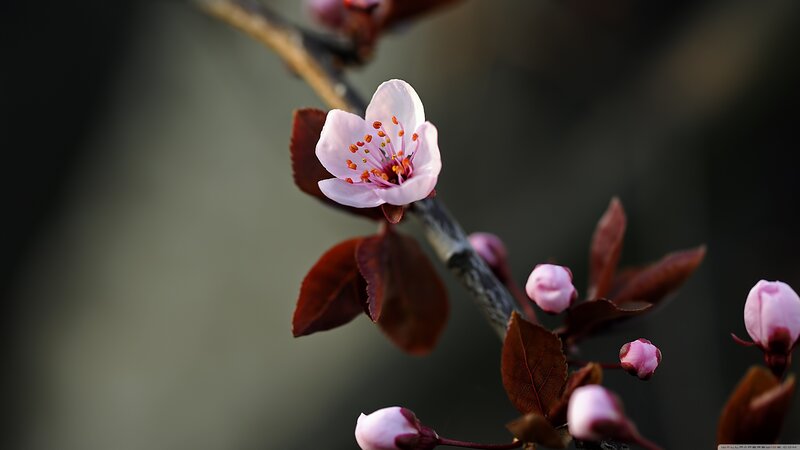 Cherry Blossom Flower — Pink, Serene, Spring, Photograph, Bud