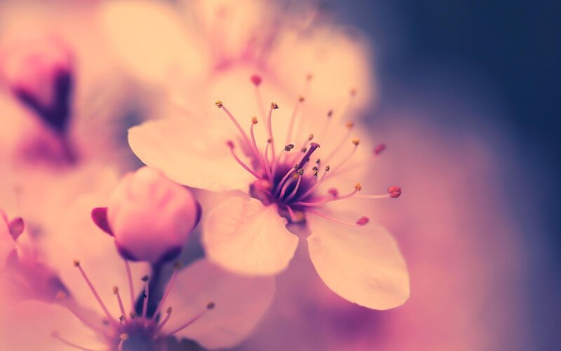 Cherry Blossom Flower — Pink, Serene, Spring, Photograph