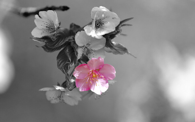 Cherry Blossom Flower — Pink, Serene, Spring