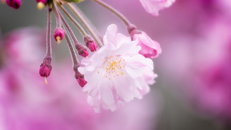 Cherry Blossom Flower — Pink, Serene