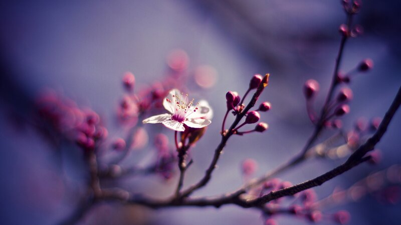 Cherry Blossom Flower — Purple, Serene, Spring