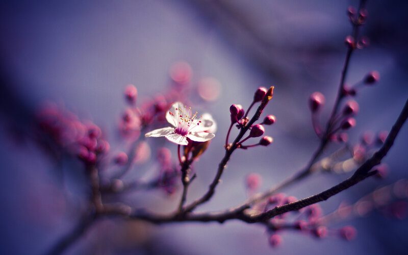 Cherry Blossom Flower — Purple, Serene