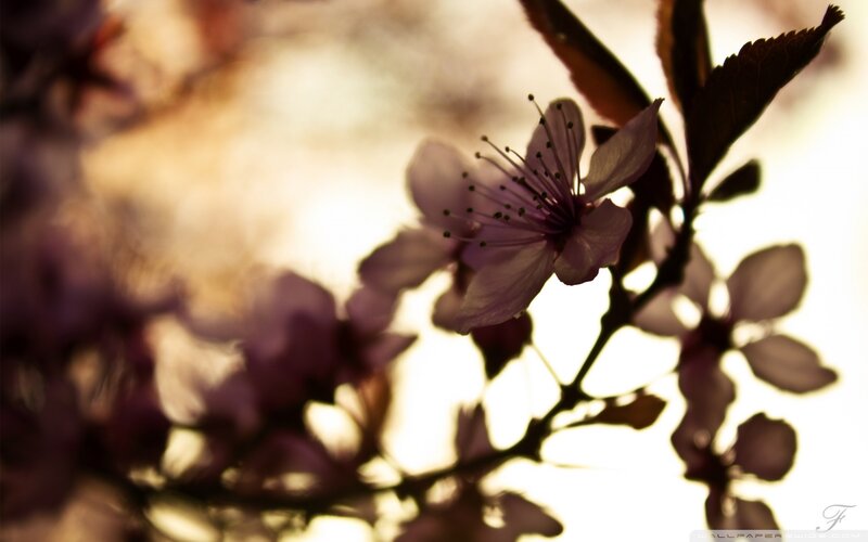 Cherry Blossom Flower — Purple
