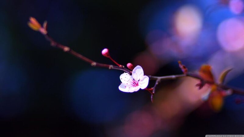 Cherry Blossom Flower — White, Serene, Spring