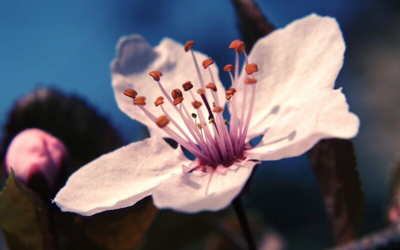 Cherry Blossom Flower — White