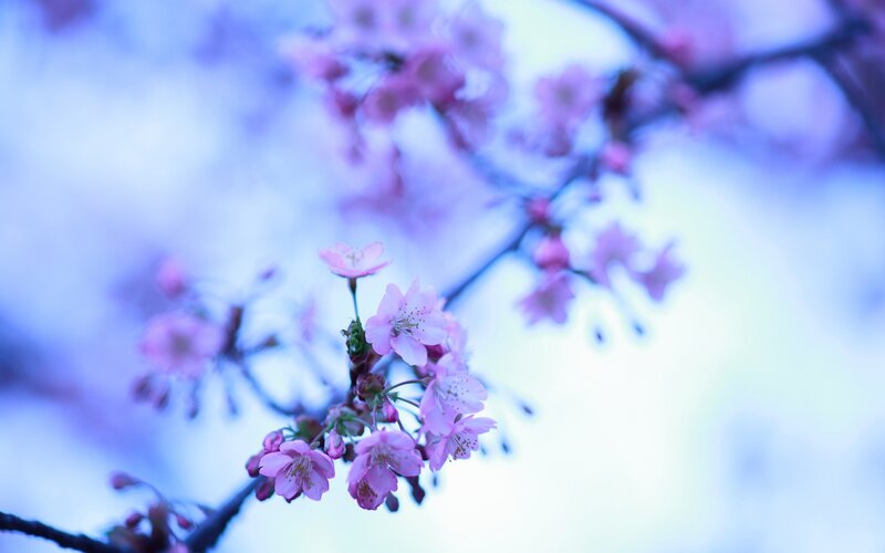 Cherry Blossom Flowers — Branches