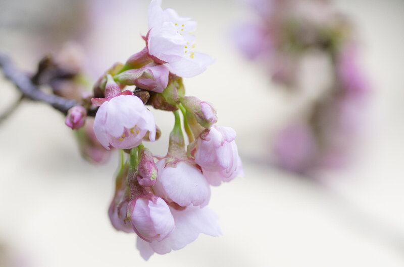 Cherry Blossom Flowers — Pink, Serene, Spring, Photograph, Blossoms, Branch