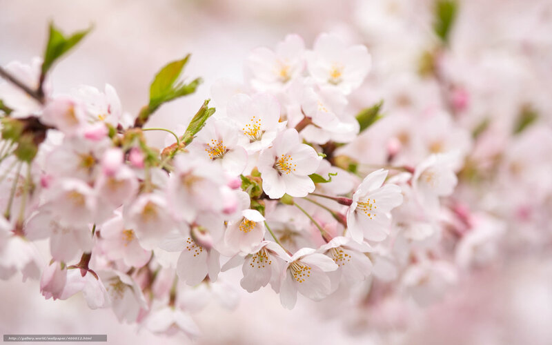 Cherry Blossom Flowers — Pink, Serene, Spring, Photograph, Blossoms, Branches, Leaves