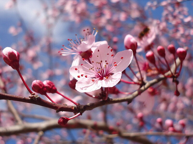 Cherry Blossom Flowers — Pink, Serene, Spring, Photograph, Blossoms, Bud