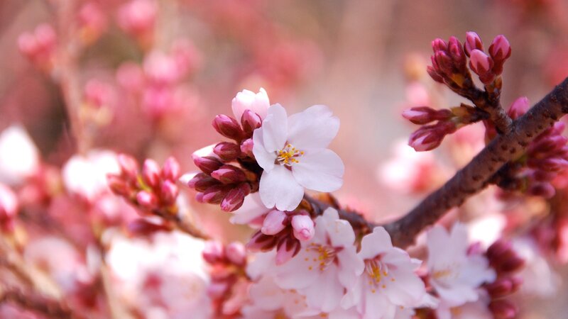 Cherry Blossom Flowers — Pink, Serene, Spring, Photograph, Blossoms, Buds, Branch