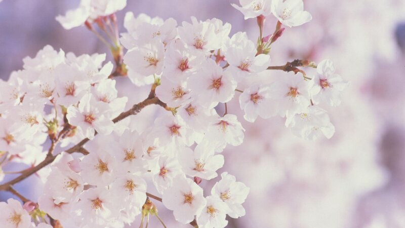 Cherry Blossom Flowers — Pink, Serene, Spring, Photograph, Branch, Blossoms, Background