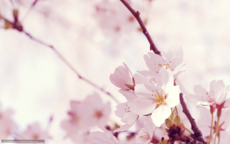Cherry Blossom Flowers — Pink, Serene, Spring, Photograph, Branch, Blossoms, Sky