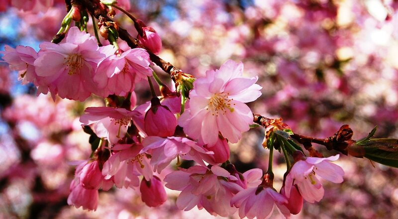 Cherry Blossom Flowers — Pink, Serene, Spring, Photograph, Branch, Blossoms