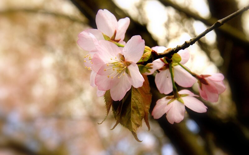 Cherry Blossom Flowers — Pink, Serene, Spring, Photograph, Branch, Leaves, Sunlight