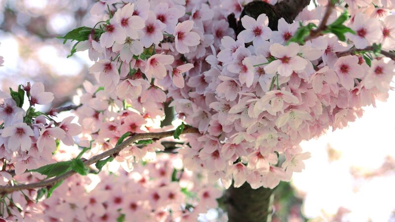 Cherry Blossom Flowers — Pink, Serene, Spring, Photograph, Branch, Leaves