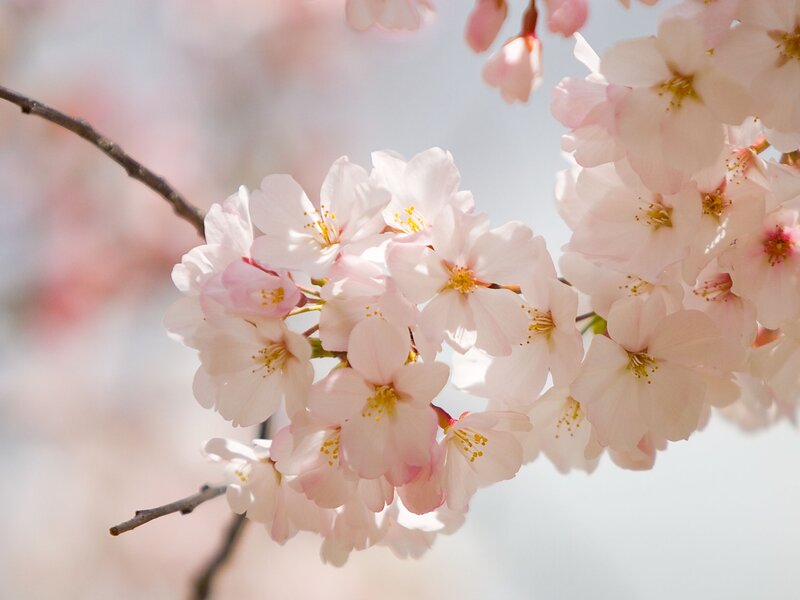 Cherry Blossom Flowers — Pink, Serene, Spring, Photograph, Branch, Sky