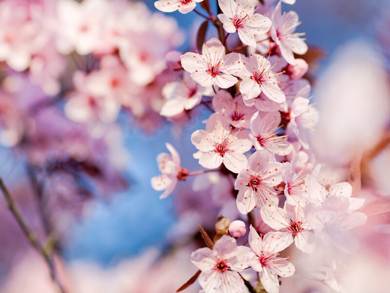Cherry Blossom Flowers — Pink, Serene, Spring, Photograph, Branches, Sky, Blue, White