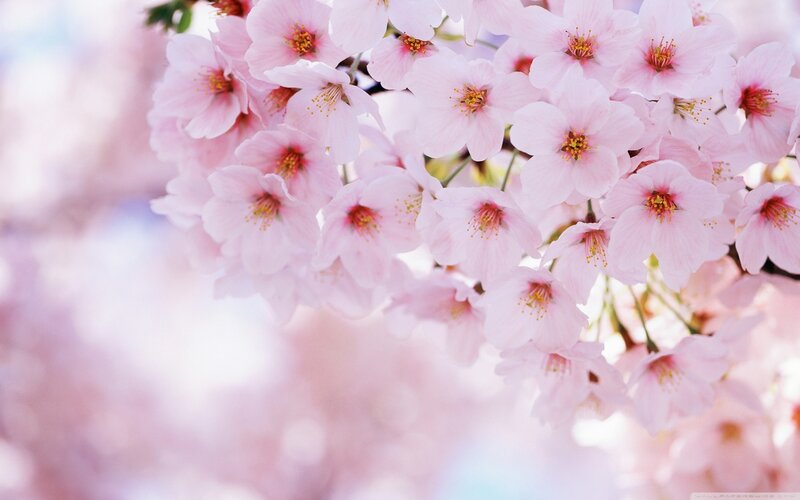 Cherry Blossom Flowers — Pink, Serene, Spring, Photograph, Branches, Sky