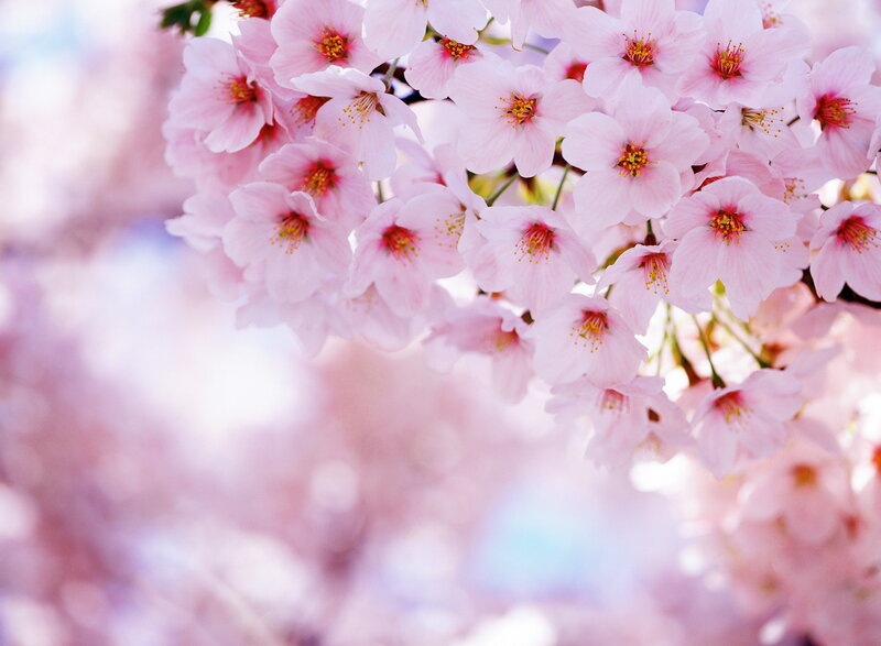 Cherry Blossom Flowers — Pink, Serene, Spring, Photograph, Branches