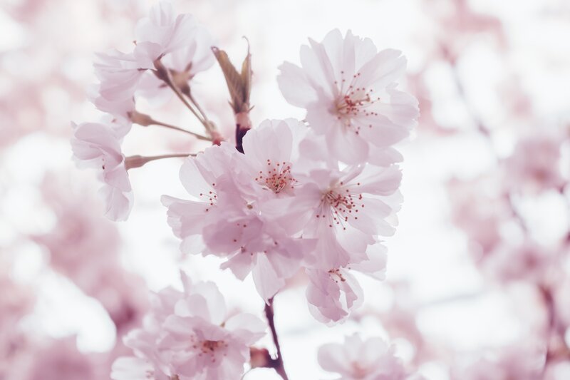 Cherry Blossom Flowers — Pink, Serene, Spring, Photograph, Flower, Branch, Bloom
