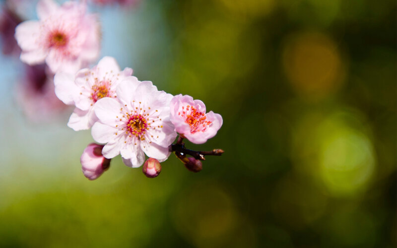 Cherry Blossom Flowers — Pink, Serene, Spring, Photograph, Flower, Bud