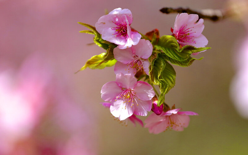 Cherry Blossom Flowers — Pink, Serene, Spring, Photograph, Leaves, Branch