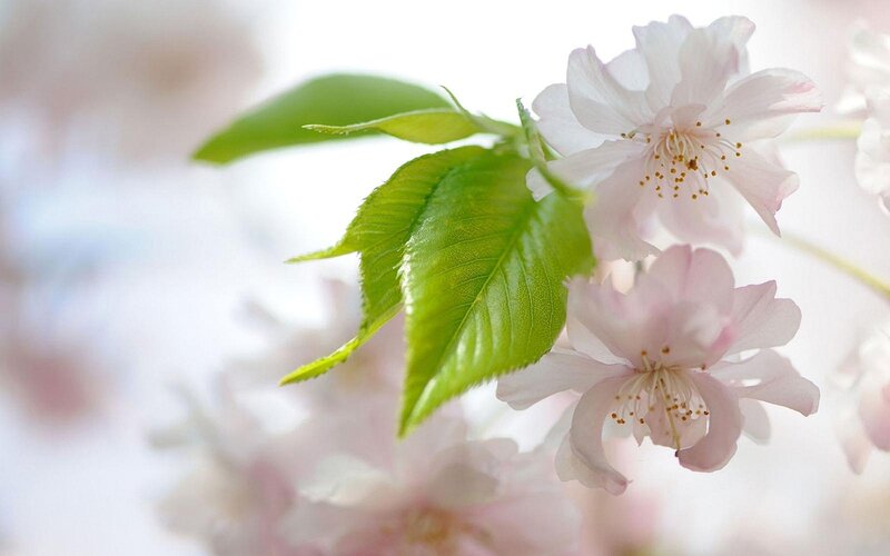 Cherry Blossom Flowers — Pink, Serene, Spring, Photograph, Leaves, Stamen