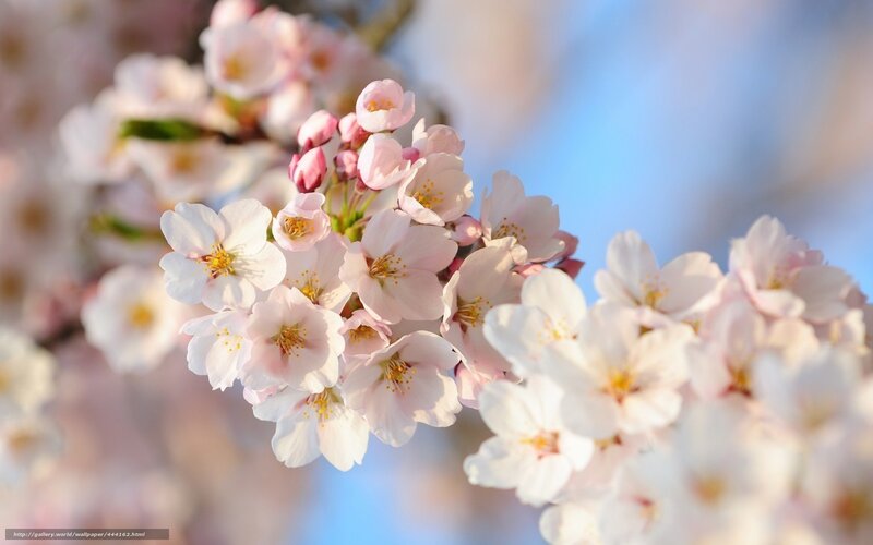 Cherry Blossom Flowers — Pink, Serene, Spring, Photograph, Sky, Branch