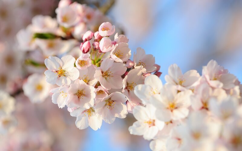 Cherry Blossom Flowers — Pink, Serene, Spring, Photograph, Sky