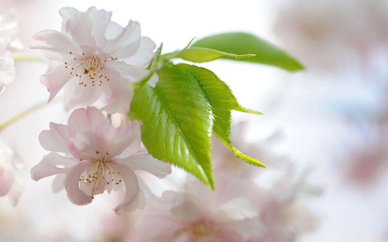 Cherry Blossom Flowers — Pink, Serene, Spring, Photograph