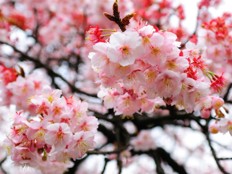 Cherry Blossom Flowers — Pink, Serene, Spring, Photograph, Tree Branches