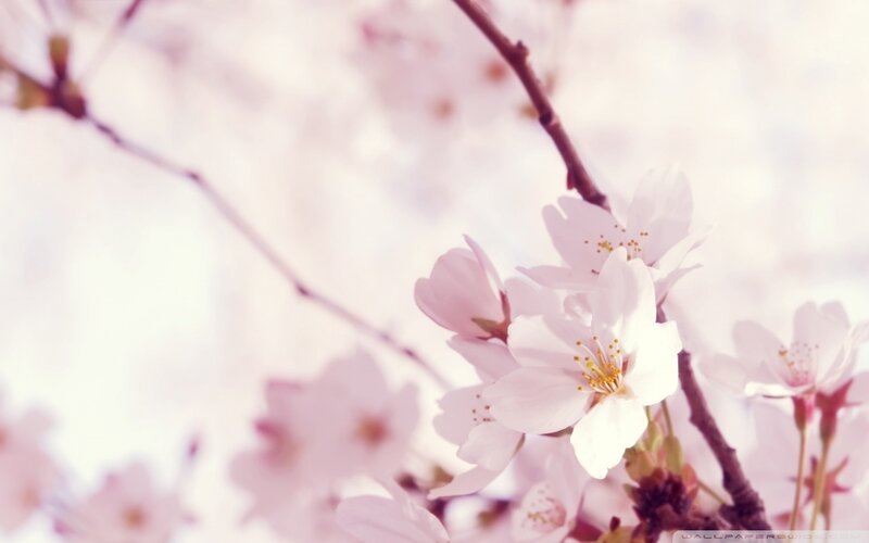 Cherry Blossom Flowers — Pink, Serene, Spring