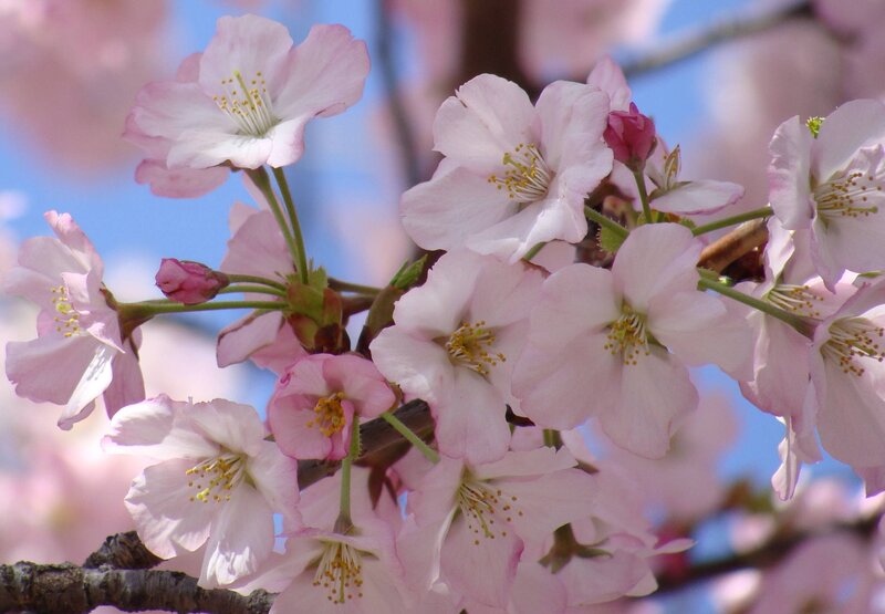 Cherry Blossom Flowers — Pink, Serene