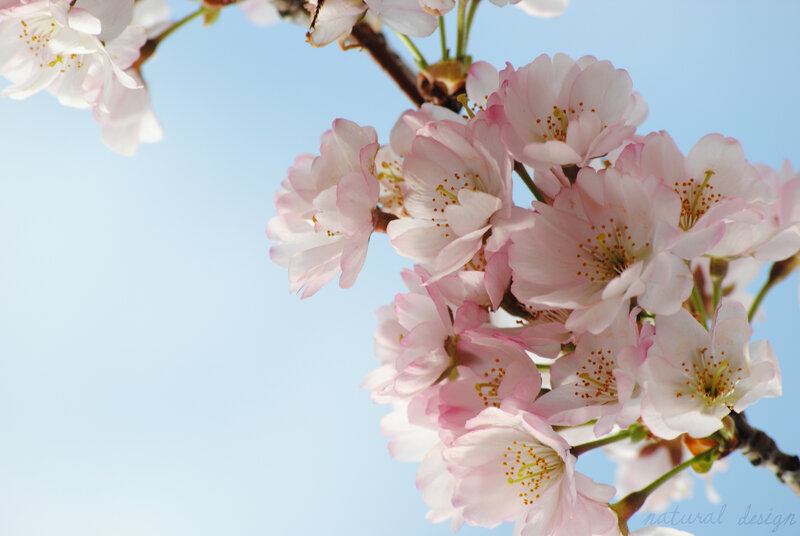 Cherry Blossom Flowers