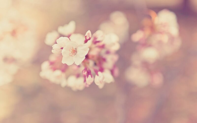 Cherry Blossom Flowers — White, Serene, Spring, Photograph, Blossoms, Branch, Pink