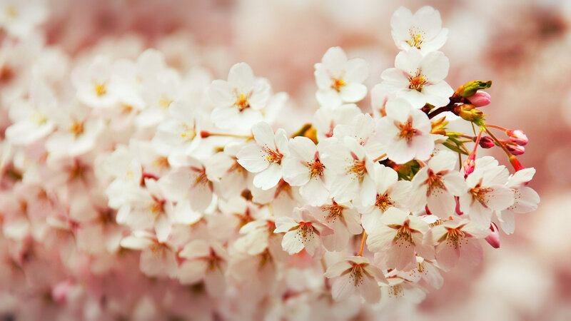 Cherry Blossom Flowers — White, Serene, Spring, Photograph, Blossoms, Buds, Branch