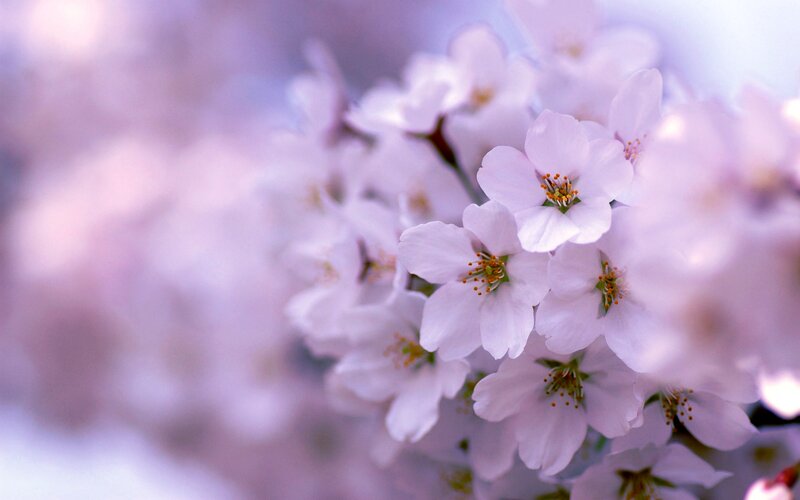Cherry Blossom Flowers — White, Serene, Spring, Photograph, Blossoms, Stamen, Pink