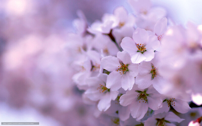 Cherry Blossom Flowers — White, Serene, Spring, Photograph, Blossoms, Stamen