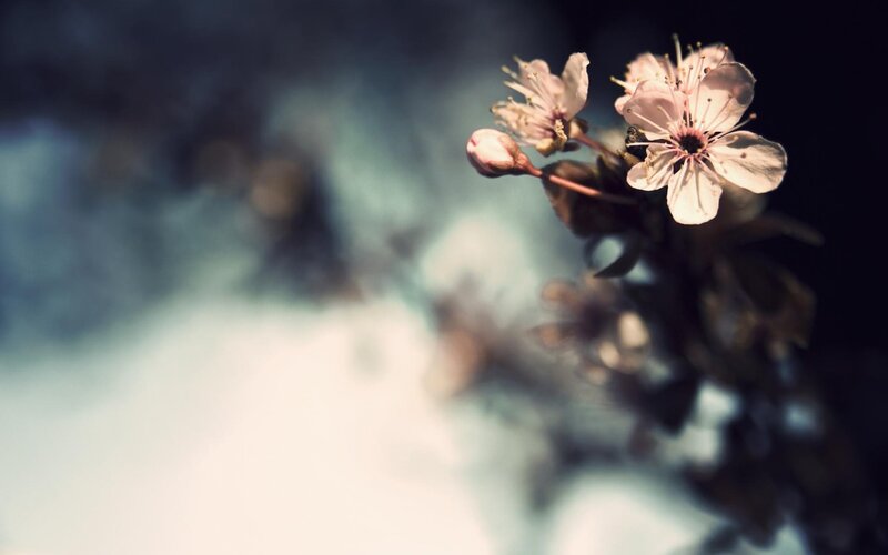 Cherry Blossom Flowers — White, Serene, Spring, Photograph, Blossoms