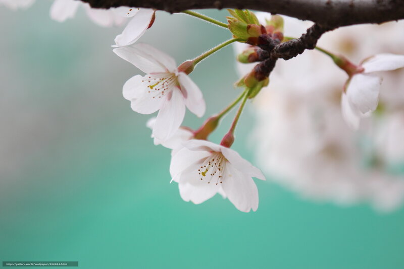 Cherry Blossom Flowers — White, Serene, Spring, Photograph, Branch, Blossoms, Green Background