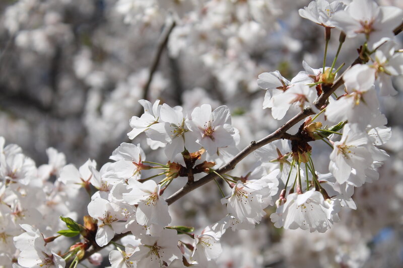 Cherry Blossom Flowers — White, Serene, Spring, Photograph, Branch, Blossoms, Leaves